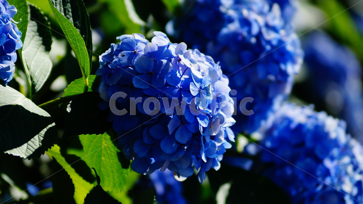 수국,수국꽃,꽃,꽃길,식물,식물,자연,plants,nature,꽃,flower