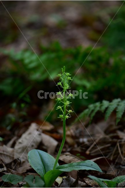 옥잠난초,야생화,꽃,식물,자연,생태,플라워,flower,plants,nature,식물,자연,plants,nature