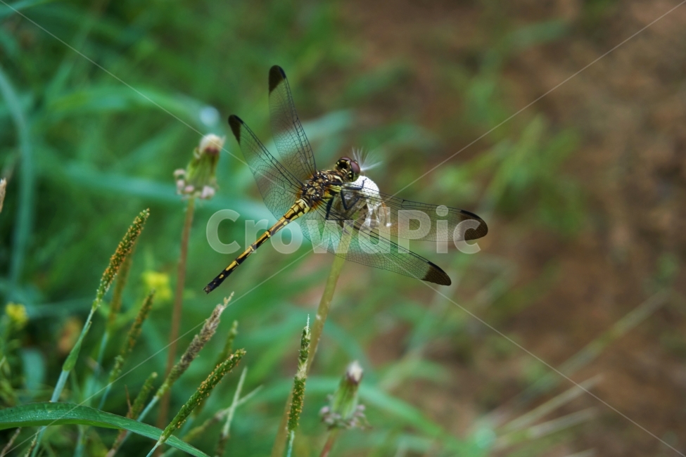 잠자리,앉다,풀,꽃,민들레,여름,봄,곤충,앉아있다,dragonfly,날개,자연,푸른,새벽,깨끗한,상쾌한,숲,땅,벌래,동물,animal,곤충,벌레,insect,bug