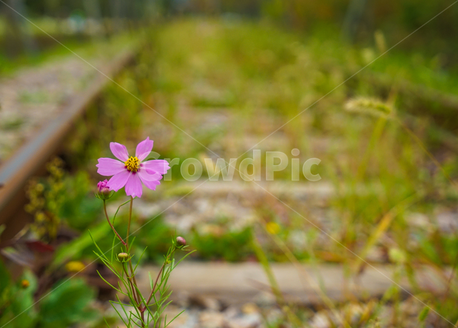 꽃,철길,기찻길,레일,코스모스,가을,야생화,가을,계절,fall,autumn,season,식물,자연,plants,nature,꽃,flower,plant,geranium,제라늄,blossom