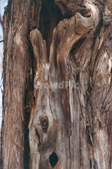 자연,나무,갈색,늙은나무,식물,나무,trees,wood