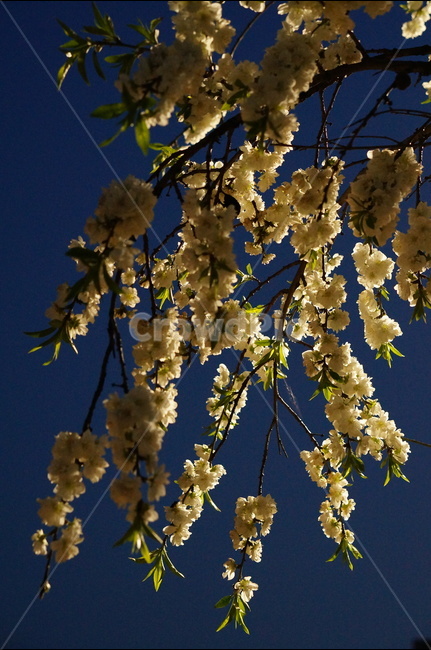 백매화,흰색,봄,밤,흐림,나무,야경,밤,풍경,nightscape,night,landscape,식물,자연,plants,nature,꽃,flower,plant