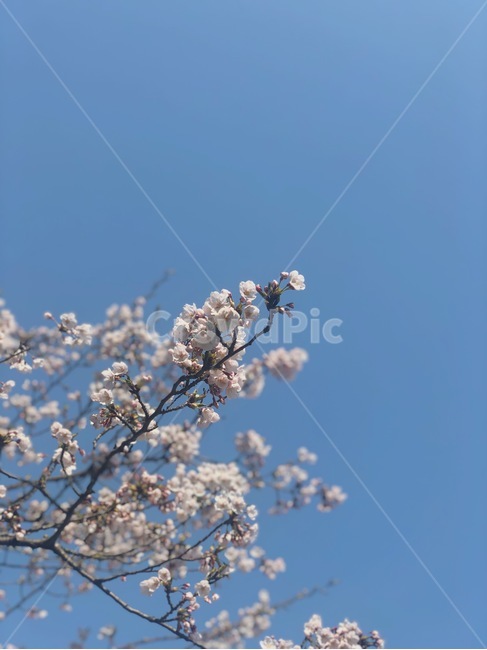 꽃,나무,하늘,벚꽃,봄