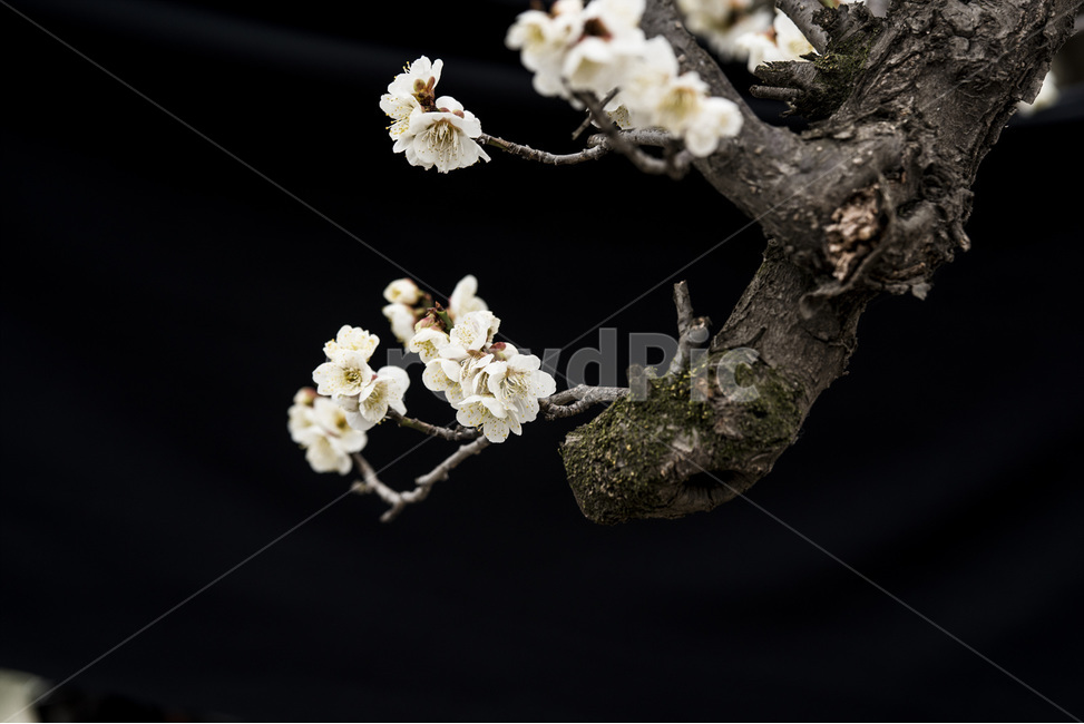 매화,백매화,홍매화,꽃,봄꽃,봄사진,봄느낌,감성,애잔함,봄,계절,spring,season,식물,자연,plants,nature,꽃,flower,plant