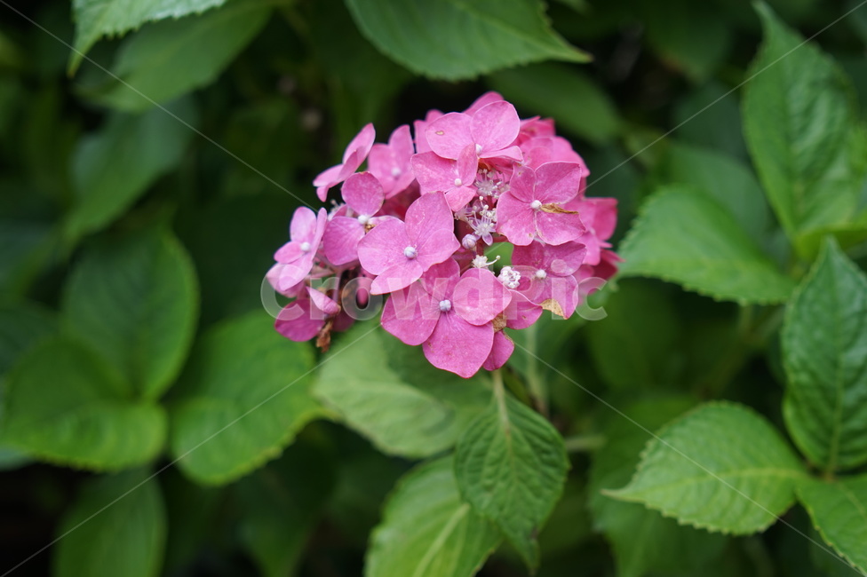 plant,식물,blossom,꽃,flower,수국,식물,자연,plants,nature,꽃,flower