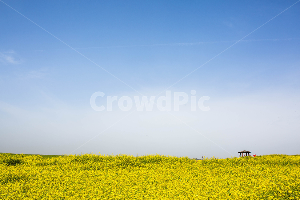 유채꽃,청보리,학원농장,고창,야외,봄,계절,spring,season,자연,풍경,nature,landscape,grassland,목초지,outdoors,옥외,field,들,meadow,farm,농장,rural,농촌