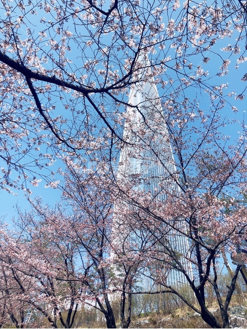 벚꽃,봄,추억,롯데월드타워,석촌호수