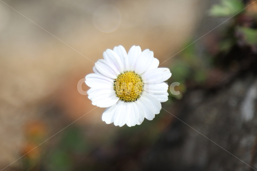 자연,꽃,접사,흰색,구절초