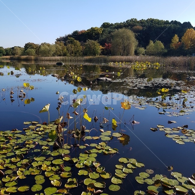 일산,호수공원,호수,공원,산,나무,연꽃,연잎,ilsan,lakepark,lake,park,mountain,tree,lotus,lotusleaves,자연,풍경,nature,landscape,한국자연풍경,한국자연경관,korea nature landscape,outdoors,옥외,land,땅,water,물,plant,식물
