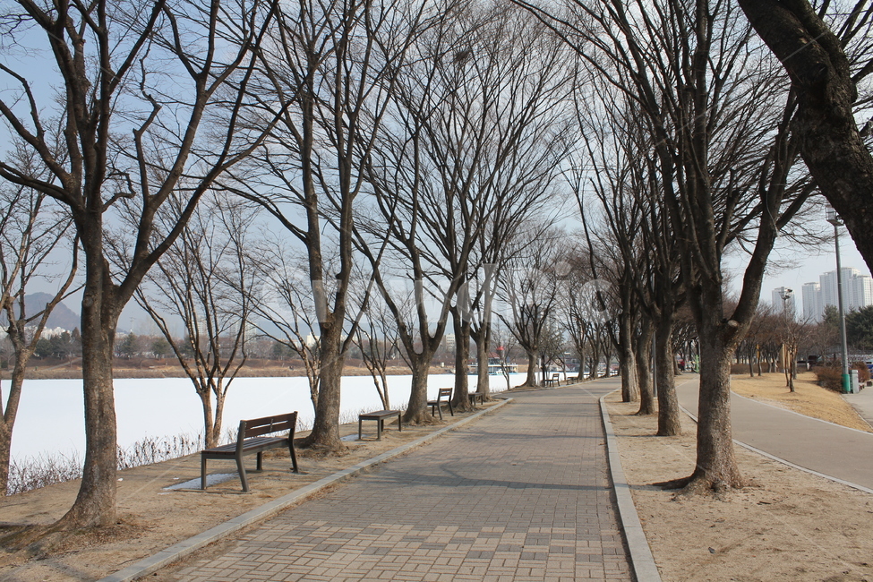 가로수,나무,공원,산책,산책로,풍경,자연,아름다움,휴식,겨울,계절,winter,season
