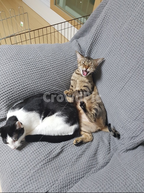 고양이,벵갈,코숏,잠,소파,동물,animal,포유류,mammal,고양이,cat,kitten,kitty
