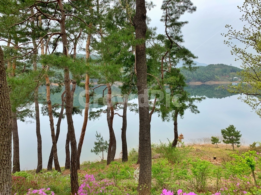 tree,나무,자연,풍경,호수,자연,풍경,nature,landscape,한국자연풍경,한국자연경관,korea nature landscape,plant,식물,tree trunk,나무 줄기