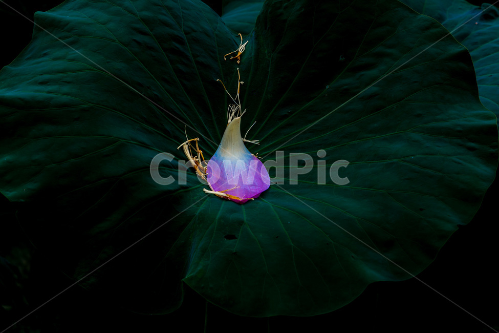 연잎,꽃잎,문양,무늬,낙화,식물,자연,plants,nature,꽃,flower
