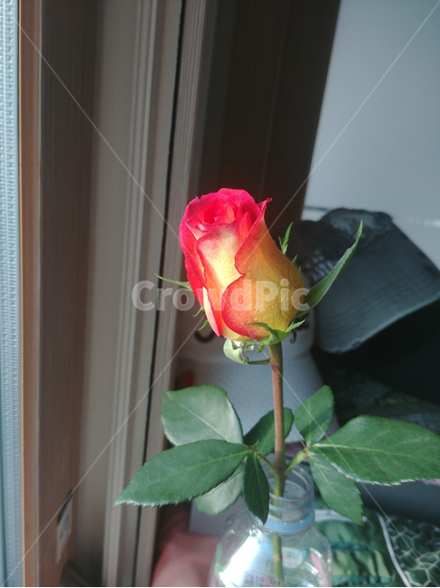 장미,장미꽃,꽃,장미봉오리,장미한송이,봉오리,장미잎,꽃봉오리,살짝핀장미,꽃,flower