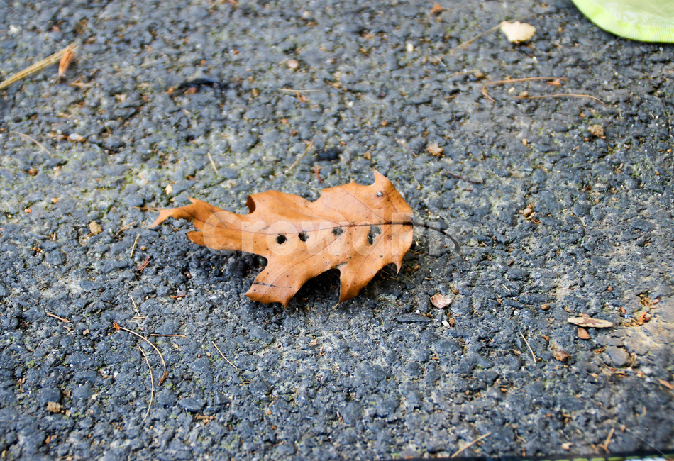 plant,식물,leaf,잎,ground,바닥,낙엽,아스팔트