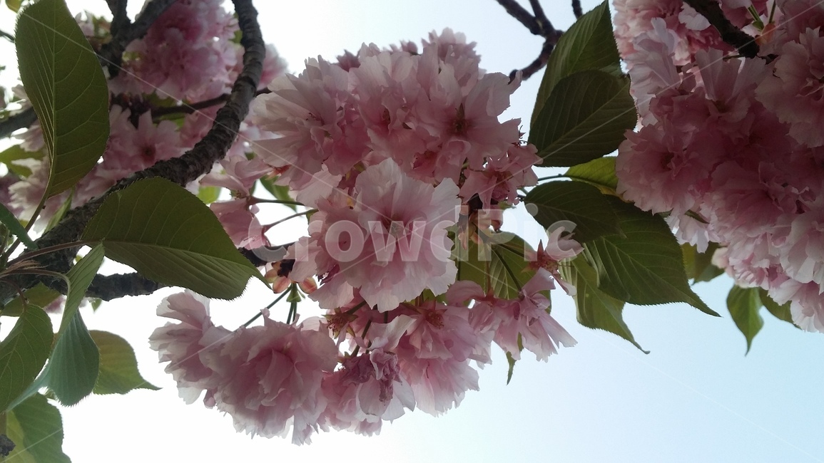 cherryblossoms,벗꽃,봄,벗꽃나무,flower,나무,체리블라섬,봄,계절,spring,season,식물,자연,plants,nature,꽃,flower,plant,blossom