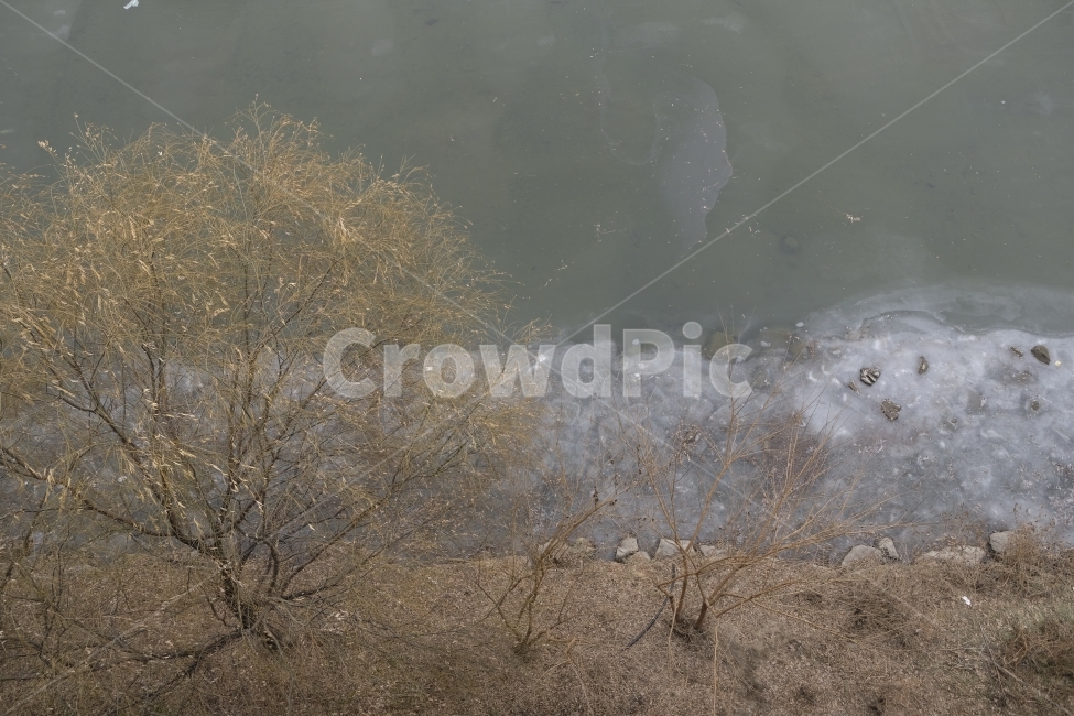 청계천,겨울,얼음,나무,자연,강,겨울,계절,winter,season,자연,풍경,nature,landscape