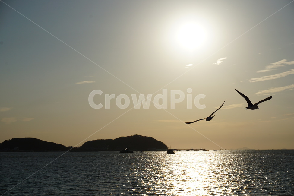풍경,석양,바다,노을,하늘,동물,animal,조류,새,birds