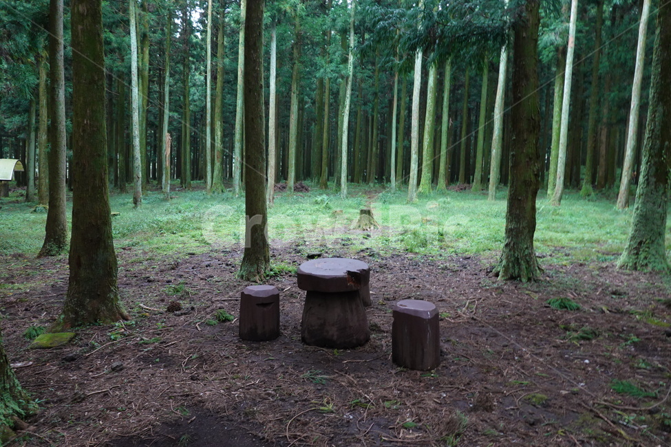 plant,tree,식물,나무,수목원,산림,작은숲,삼림지,캠핑,숲