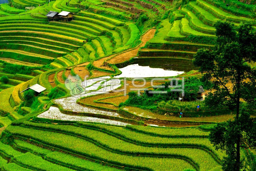 rice terraces,Rural,green,nature,Vietnamese attic rice fields,countryside,stairs,attic rice field,autumn,rice,summer