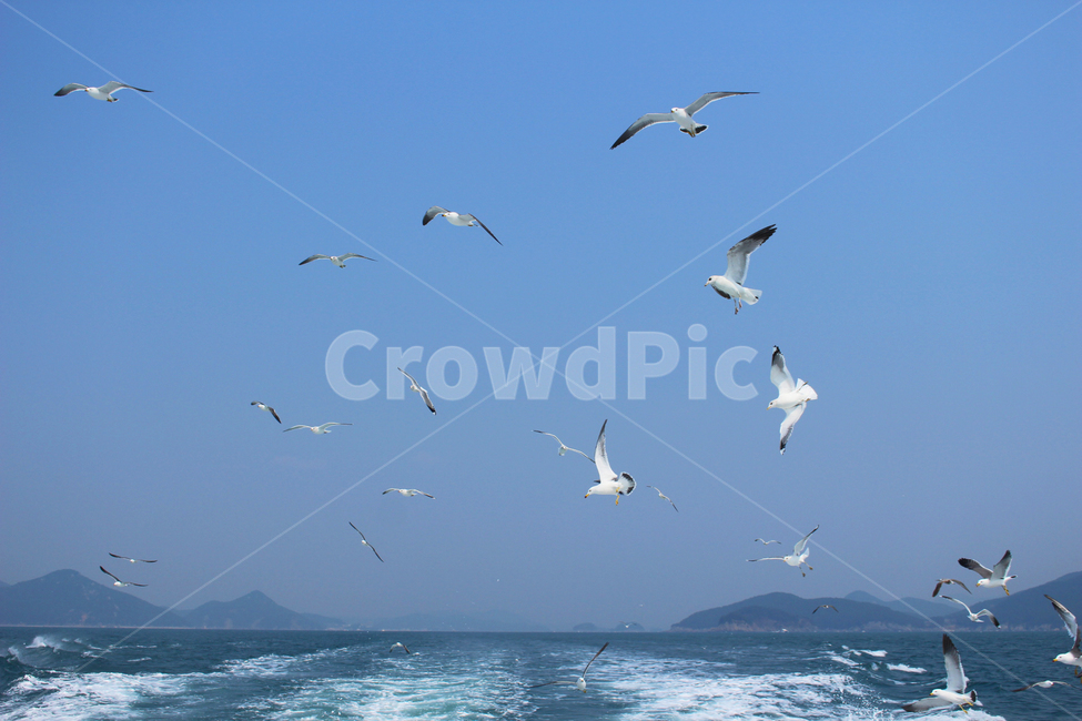 바다,갈매기,섬,하늘,새,물보라,동물,animal,조류,새,birds