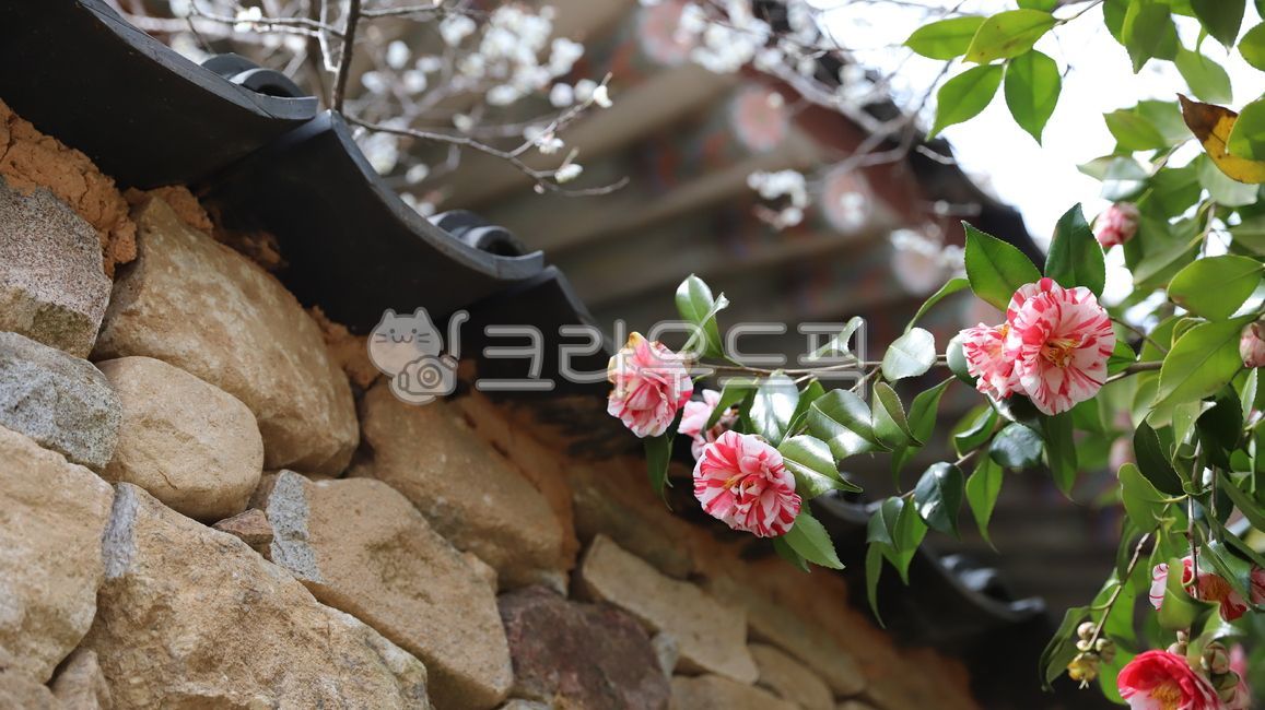 동백꽃,분홍색꽃,green,분홍색,붉은색꽃,녹색잎,동백나무,매화꽃,담벼락,돌담,시골담벼락,처마,자연,계절,camellia,식물,nature,plant,blossom,tree,camelliatree,pink,red,flowers,camelliaflower,season,plumblossom,awallwall,eaves,astonefence