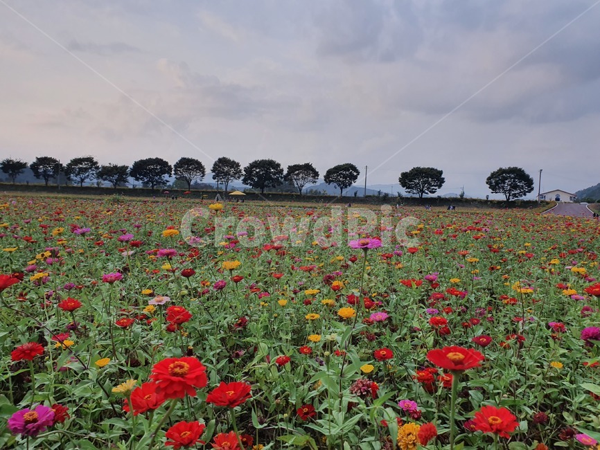 가을축제,가을,가을붕경,백일홍꽃,백일홍꽃밭,자연,풍경,nature,landscape