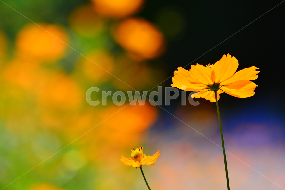 가을,꽃,야생화,보케,노랑코스모스,황화코스모스,flowers,yellow,주황색,노랑색꽃,접사,마크로,클로즈업,macro,closeup,근접촬영,자연,환경,식물,초본,빛망울,bokeh,아름다운,뷰티풀,beautiful,예쁜,식물,자연,plants,nature,꽃,flower