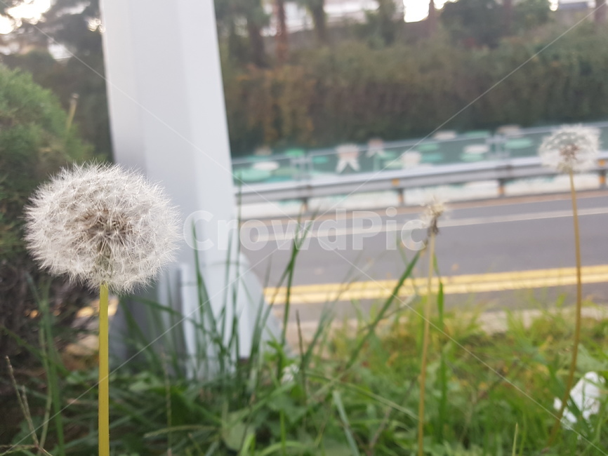 꽃,민들레,flower,花,식물