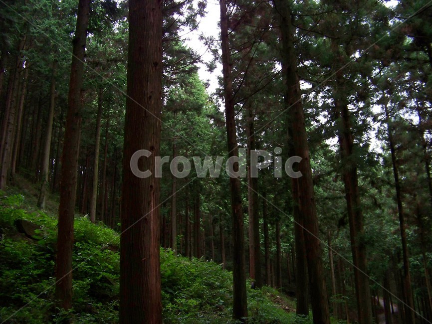 산,숲속,편백나무,산림,삼나무숲,침엽수림,숲,풍경,경치,자연,녹음,울창함,치유,피톤치드,숲길,여행지,휴식,감성,삼림욕,신비감,초록빛,명소,평온,힐링,자연광,그늘,건강,청정지역,잔잔함,정적,여유,대자연,힐링코스,나무줄기,산소,환경,녹색,성장,신선함,여름,나무,trees,wood