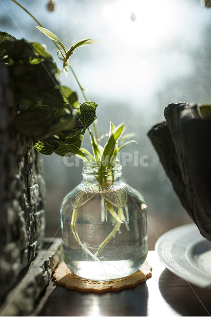 아침,빛,식물,plant,botanical,식물,자연,plants,nature,실내용화초,화분,화초,house plant,감성,sensible,feeling,휴식,힐링,rest,relaxation,healing,인테리어,실내디자인,interior design