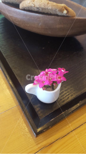 꽃,근접,flower,식물,소품