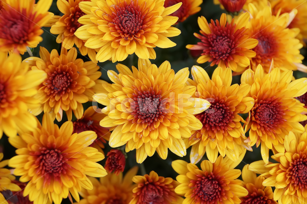 꽃,국화,가을,노란꽃,자연,상큼함,식물,자연,plants,nature,꽃,flower