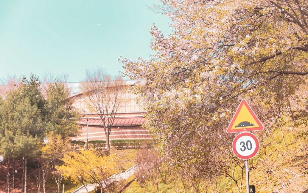 꽃,나무,식물,봄,나뭇가지,하늘,벚꽃,분홍색,노랑색,자연,풍경,nature,landscape