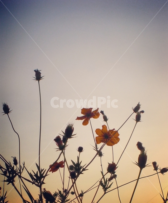 코스모스,꽃,풍경,실루엣,자연,감성,식물,nature,flower,가을,계절,fall,autumn,season,식물,자연,plants,nature,꽃,flower,plant,leaf,잎
