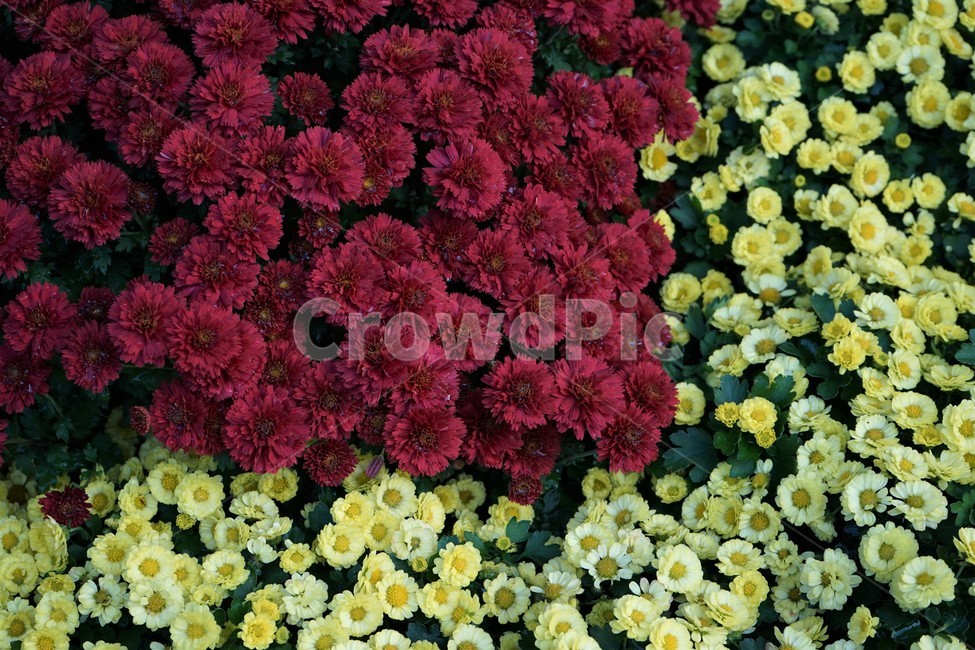 국화,가을,우아함,노랑,꽃,꽃송이,chrysanthemum,autumn,bloom,fall,nature,yellow,elegance,beautiful,plant,flower,계절,season,floral,nobility,고귀함,향기,가을대표,식물,자연,plants,nature,꽃,flower