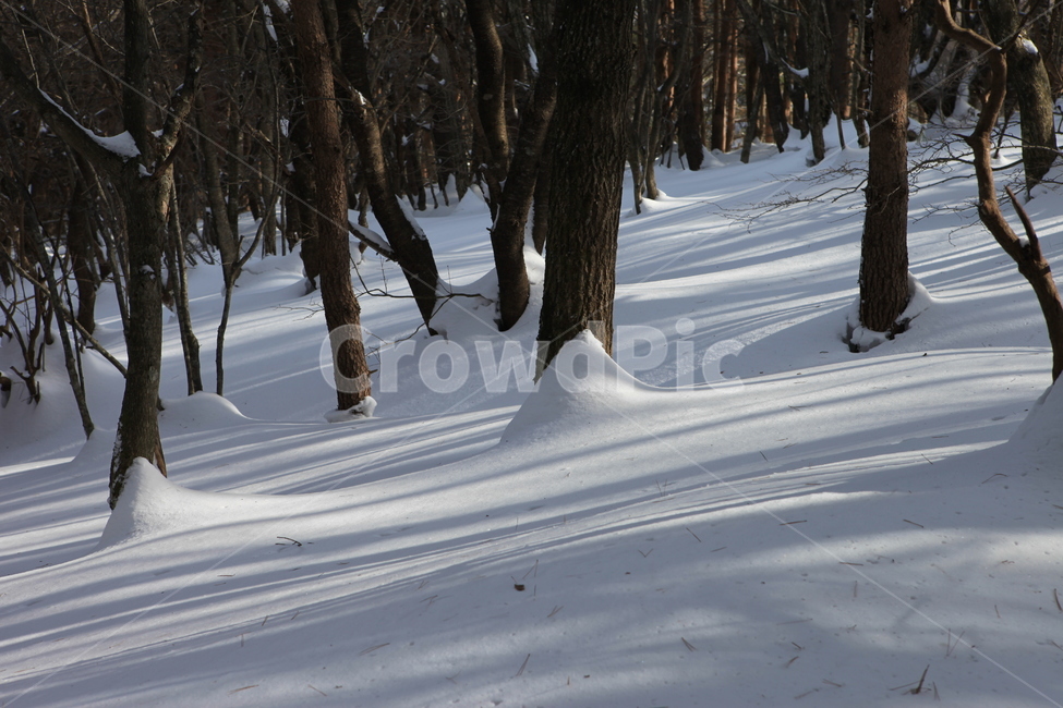 눈,겨울,나무,빛,그림자,겨울,계절,winter,season,자연,풍경,nature,landscape,식물,plants,나무,trees,wood,tree,plant