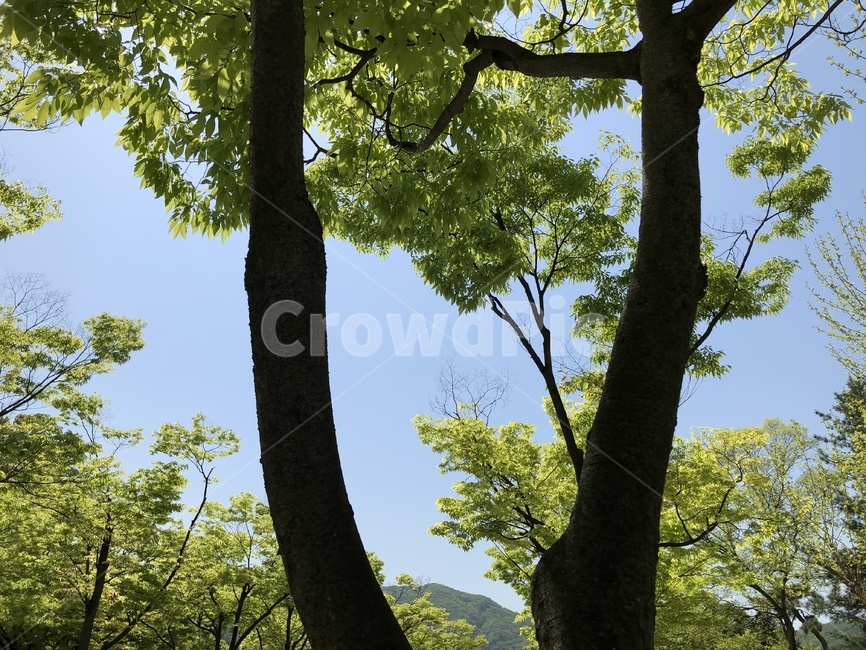 하늘,자연,풍경,아침,나무