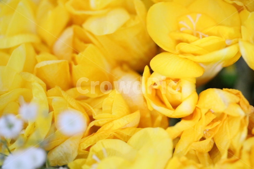 후리지아,프레지아,꽃,안개꽃,컬러,노란색,하얀색,식물,자연,flower,color,yellow,white,plant,nature,moss,freesia,식물,자연,plants,nature,꽃,flower
