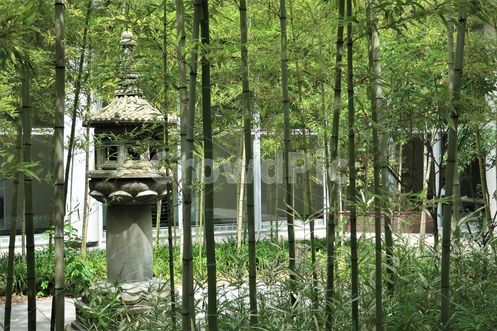 대나무,대나무숲,정원,석등,풍경,휴식,쉼,분위기,조경,석재,자연,풍경,nature,landscape,plant,식물
