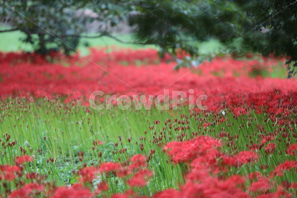 꽃무릇,꽃,식물,자연,석산,식물,자연,plants,nature,꽃,flower
