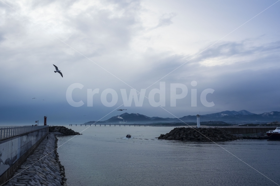 강원도,강릉,안목해변,동해,겨울,바다,동해바다,겨울바다,등대,갈매기,sea,wintersea,lighthouse,자연,풍경,nature,landscape,등대,lighthouse,animal,동물,bird,새,shoreline,해안선,water,물,outdoors,옥외,ocean,대양,land,땅