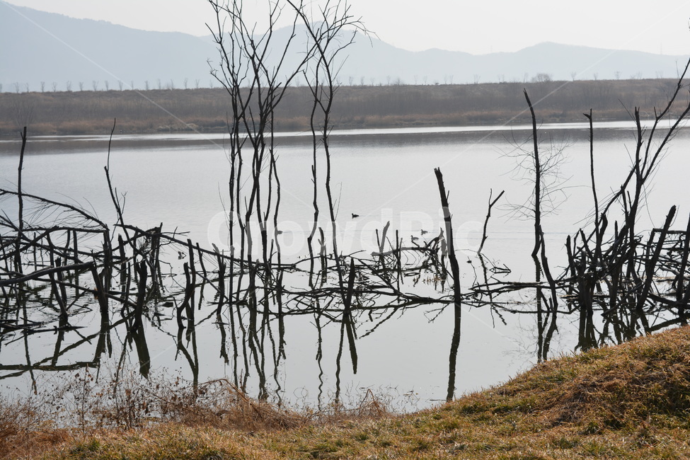 겨울새,철새,오리,낙동강철새,고목