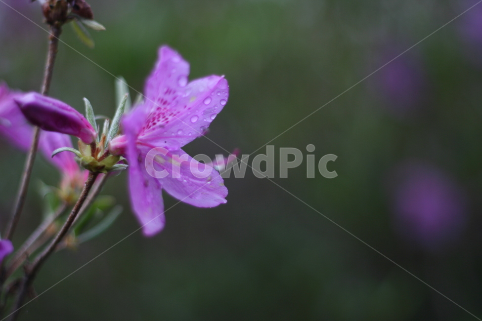 봄,비,봄비,철쭉,사랑의기쁨,봄,계절,spring,season,식물,자연,plants,nature,꽃,flower,geranium,제라늄,blossom,plant