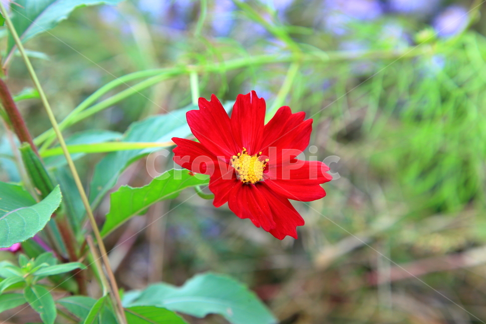 코스모스,가을,자연,꽃,식물,가을,계절,fall,autumn,season,식물,자연,plants,nature,꽃,flower,plant