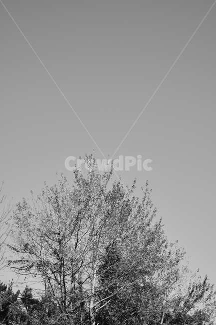 흑백,나무,tree,blackandwhite,하늘,sky,자연,풍경,nature,landscape,흑백,모노톤,monochrome,black and white,outdoors,옥외