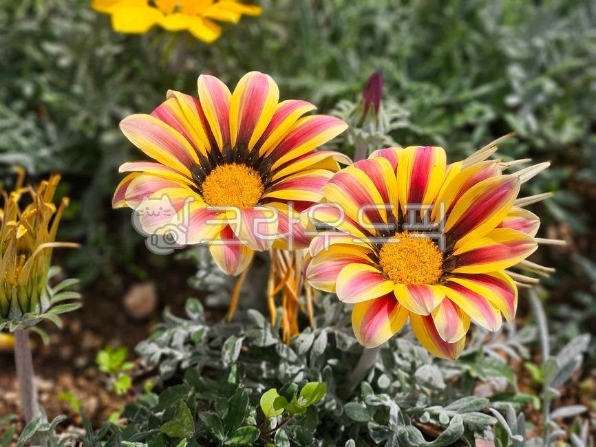 Gazania,petal,flower
