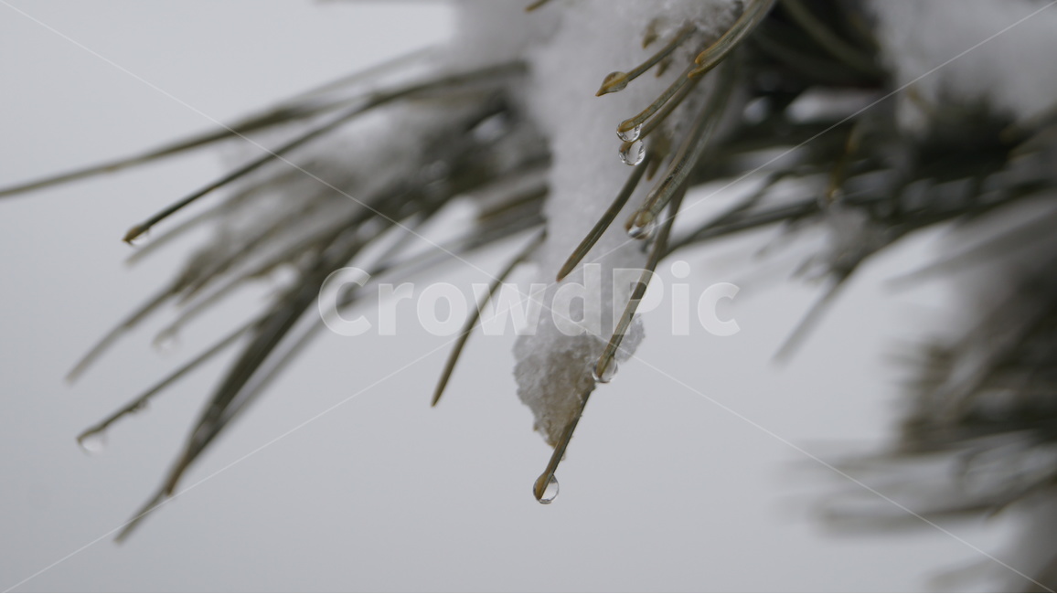 소나무,소나무눈,눈내린소나무,눈쌓인소나무,눈,korearedpine,겉씨식물,구과목,상록침엽,snow,식물,plants,솔,솔나무,나무,초록색,적송,송목,송수,청송,수피,바늘잎,수꽃,겨울,계절,winter,season,식물,자연,plants,nature
