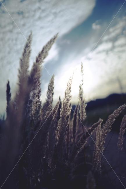 하늘,바람,구름,파랑,감성,sky,blue,wind,식물,자연,plants,nature,감성,sensible,feeling