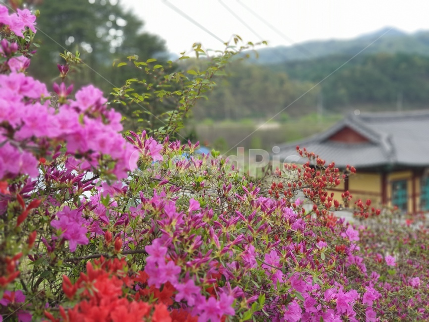 시골,시골풍경,시골꽃,마을,분홍꽃